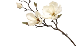 Gift Case - flower-branch-img